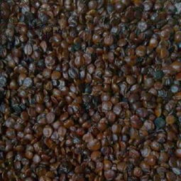 酸枣仁 传统中药材与现代养生应用